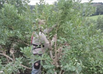 Yerbateros buscan que el precio por kilo de la hoja verde sea de 390 pesos