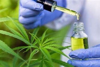 Misiones apuesta al desarrollo del cannabis medicinal e industrial