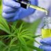 Misiones apuesta al desarrollo del cannabis medicinal e industrial