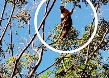 Exitoso rescate de un oso melero en Hipólito Yrigoyen