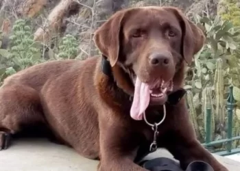 Caso Loan: las huellas de un perro que confirman un “traslado”