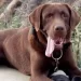Caso Loan: las huellas de un perro que confirman un “traslado”