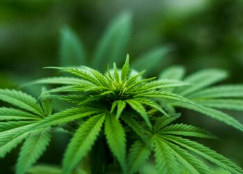 Misiones avanza en la regulación del cannabis medicinal e industrial