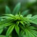 Misiones avanza en la regulación del cannabis medicinal e industrial