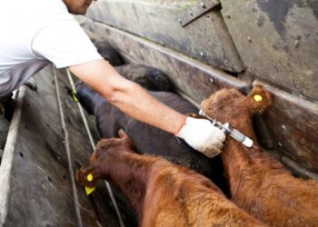 Senasa refuerza medidas sanitarias ante brotes de rabia paresiante en Misiones