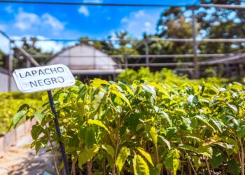 Biofábrica Misiones lanza su campaña 2025 para adquisición de plantines