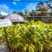 Biofábrica Misiones lanza su campaña 2025 para adquisición de plantines