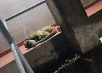 Efectivos rescataron a un mono carayá atrapado en un edificio de Garupá