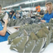 Cierra fábrica Dass de calzado que produce para marcas como Adidas y Fila