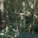 Patrulla de guardaparques destruyó trampas de cazadores en el Parque Puerto Península