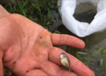 Temporada de siembra de peces en estanques misioneros