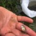 Temporada de siembra de peces en estanques misioneros