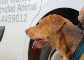El IMUSA arranca el 2025 con operativos gratuitos de salud animal en Posadas