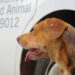 El IMUSA arranca el 2025 con operativos gratuitos de salud animal en Posadas