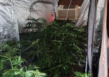 Desarticularon laboratorio de producción de marihuana en Posadas