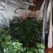 Desarticularon laboratorio de producción de marihuana en Posadas