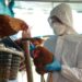 Paraguay emite alerta sanitaria por casos de gripe aviar en Argentina
