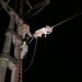 Energía de Misiones restableció el servicio de la zona centro