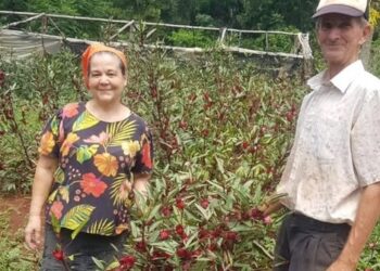 Impulsan visitas técnicas a productores de las ferias francas en Oberá