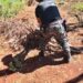 Buscan intensamente a cazadores ilegales acusado de matar a un Picarí en Mado