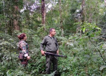 Guardaparques intensifican operativos contra delitos ambientales en Puerto Iguazú