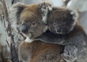 Sacrificaron a 750 koalas en Australia con francotiradores