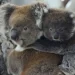Sacrificaron a 750 koalas en Australia con francotiradores