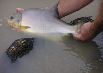 Semana Santa: Misiones impulsa el consumo de pescado