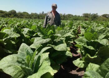 Misiones pagará el segundo tramo del FET a más de 1700 productores tabacaleros
