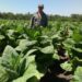 Misiones pagará el segundo tramo del FET a más de 1700 productores tabacaleros