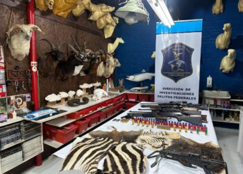 Allanaron un taller taxidermista de Berazategui