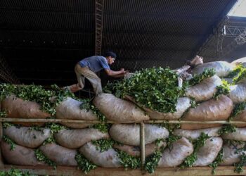 Passalacqua alerta por una «ola de concentración» por desregulación de la yerba