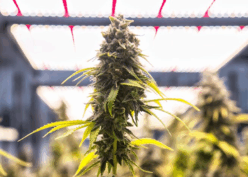 El gobierno advirtió un uso «abusivo» del cannabis medicinal y cambió las reglas para acceder