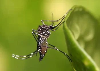 Preocupación por incremento de casos de dengue en Santa Fe