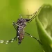 Preocupación por incremento de casos de dengue en Santa Fe