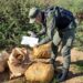 Decomisaron cargamentos de marihuana en Colonia Victoria y General Urquiza