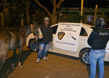 Paloma volvió a casa: la policía recuperó a una yegua que era ofrecida en redes sociales