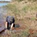 Refuerzan controles en el Lago Urugua-í para combatir la pesca furtiva