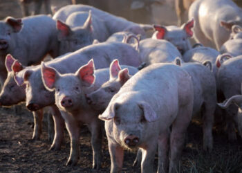 Denuncian competencia desleal en el sector porcino por el ingreso de carne de Brasil