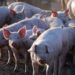 Denuncian competencia desleal en el sector porcino por el ingreso de carne de Brasil