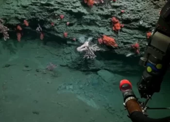 El streaming del CONICET mostró la ciencia en acción y despertó orgullo en todo el país