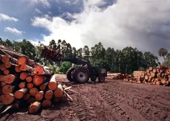 Alertan por la situación que atraviesa el sector forestoindustrial en Misiones