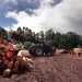 Alertan por la situación que atraviesa el sector forestoindustrial en Misiones