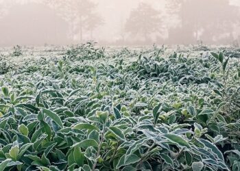 Heladas y temperaturas cercanas a los 0ºC se hicieron sentir hoy en Misiones