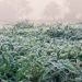 Heladas y temperaturas cercanas a los 0ºC se hicieron sentir hoy en Misiones