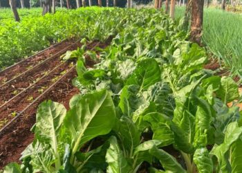 Jóvenes que eligen vivir en la chacra recibieron insumos para seguir produciendo