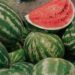 Impulsan el crecimiento de la producción de sandías y melones misioneros