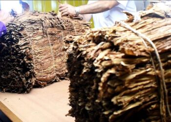 Más de 11.200 tabacaleros misioneros recibirán un nuevo pago del Fondo Especial del Tabaco