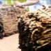 Más de 11.200 tabacaleros misioneros recibirán un nuevo pago del Fondo Especial del Tabaco