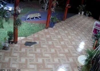Descubren a un yaguareté caminando por el jardín de una casa en Puerto Iguazú